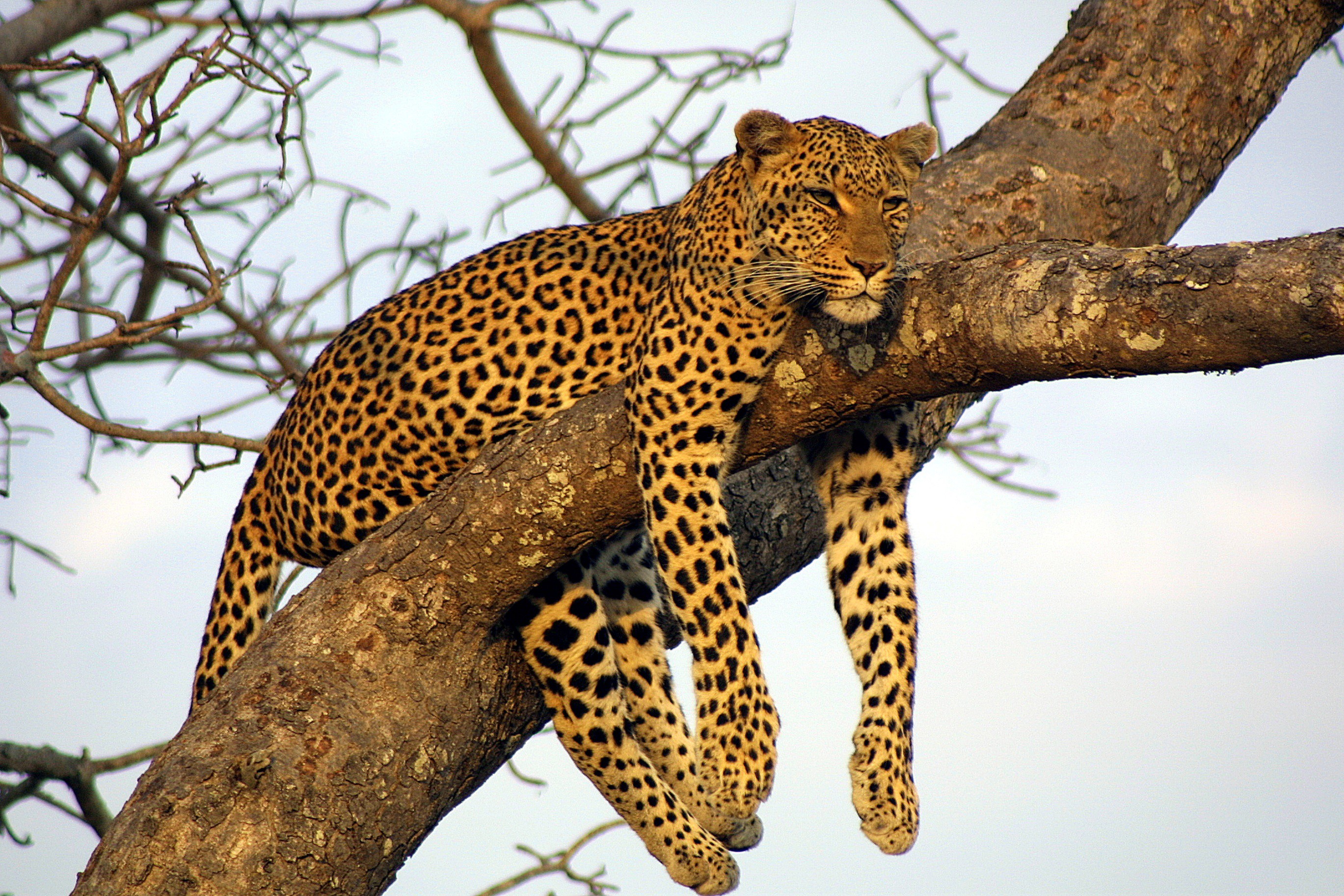 Sri Lanka leopard