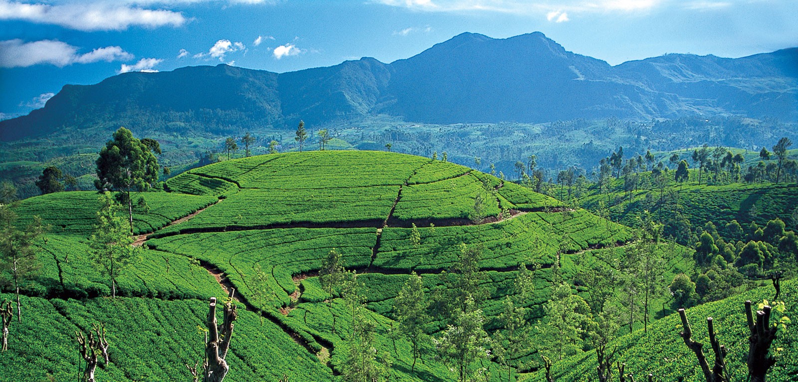 Sri Lanka tea hills